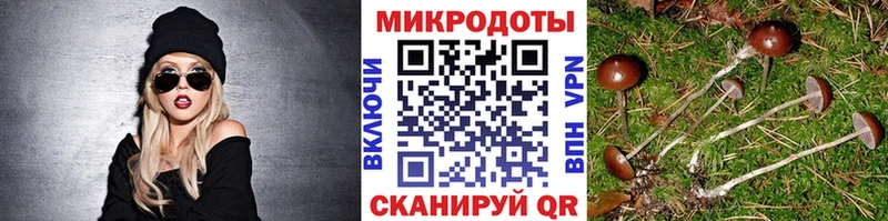 Псилоцибиновые грибы Psilocybe  хочу   Высоковск 
